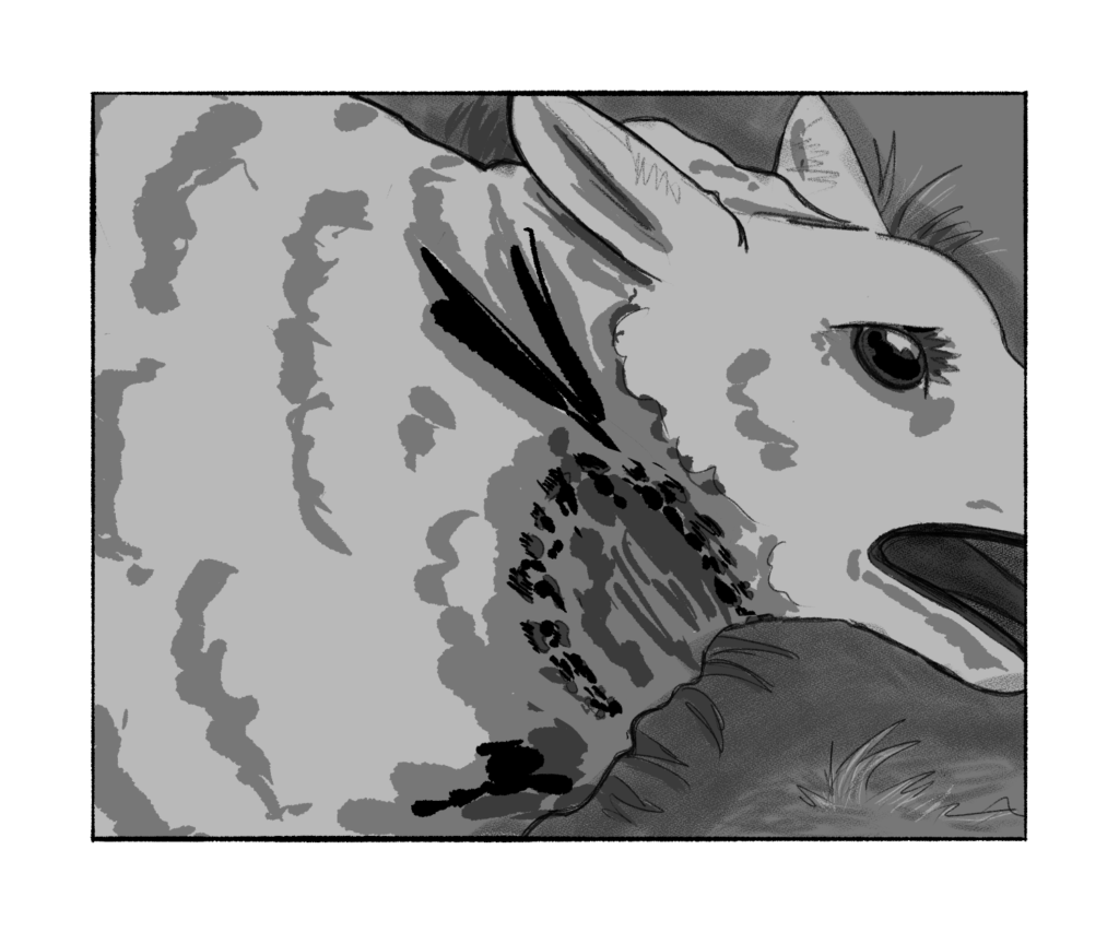 A dead sheep with teeth marks in its throat. Its tongue hangs out of its open mouth.